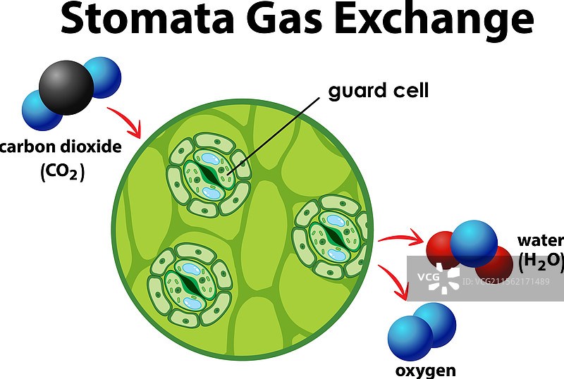 植物气孔中气体交换的示意图图片素材