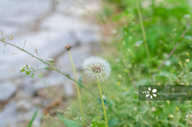 蒲公英的夏天蒲公英的夏天蒲公英的夏天图片素材