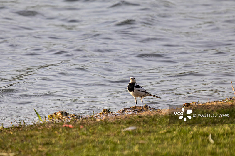 白鹡鸰图片素材