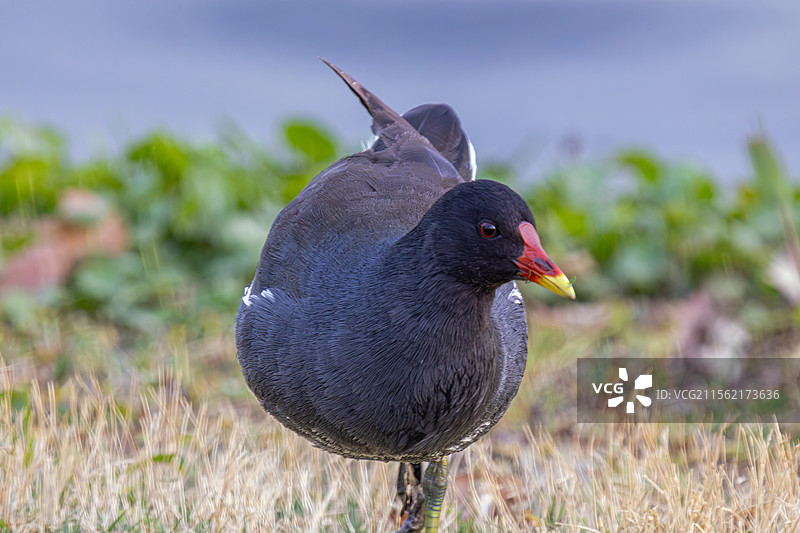 黑水鸡图片素材