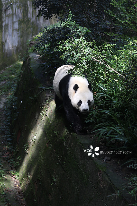 成都大熊猫繁育研究基地大熊猫图片素材
