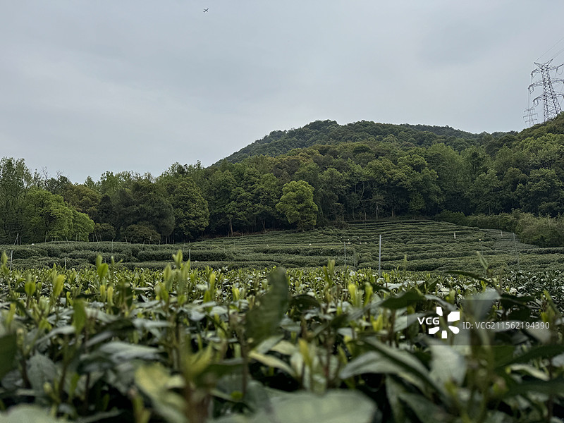 杭州九溪烟树龙井村图片素材