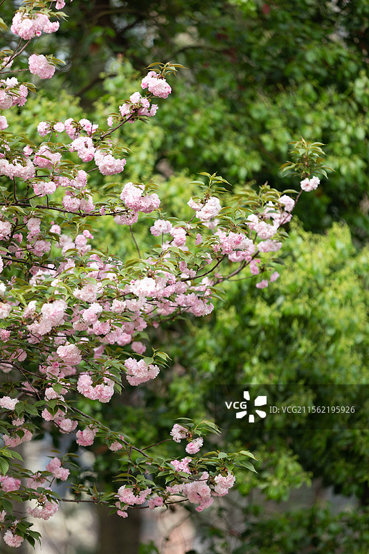 长沙沙湾公园樱花图片素材