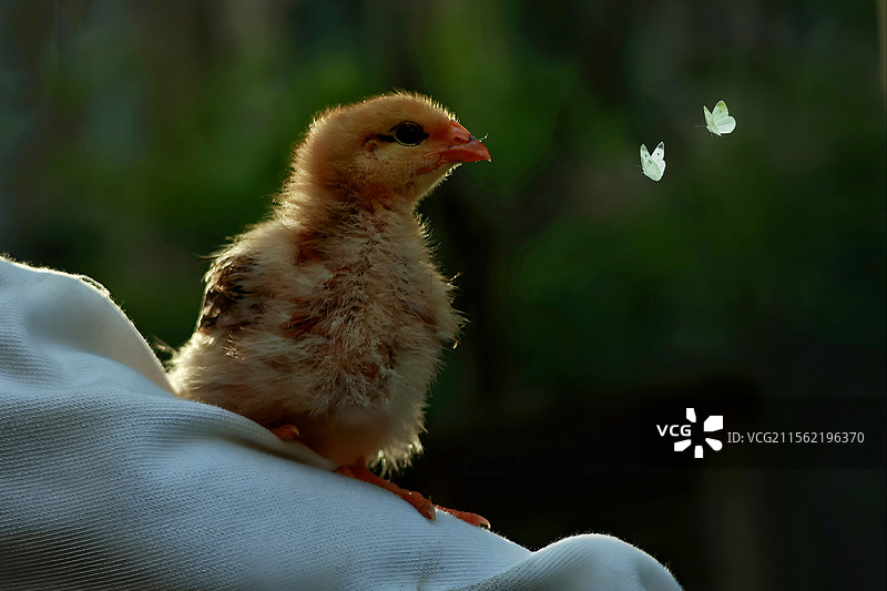 萌雏逐蝶图片素材