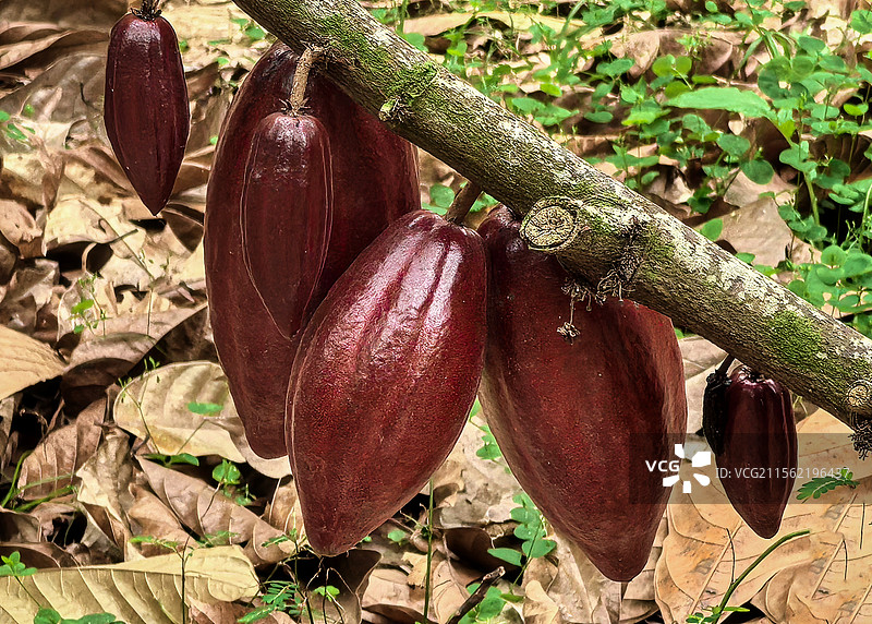 红色的可可果图片素材
