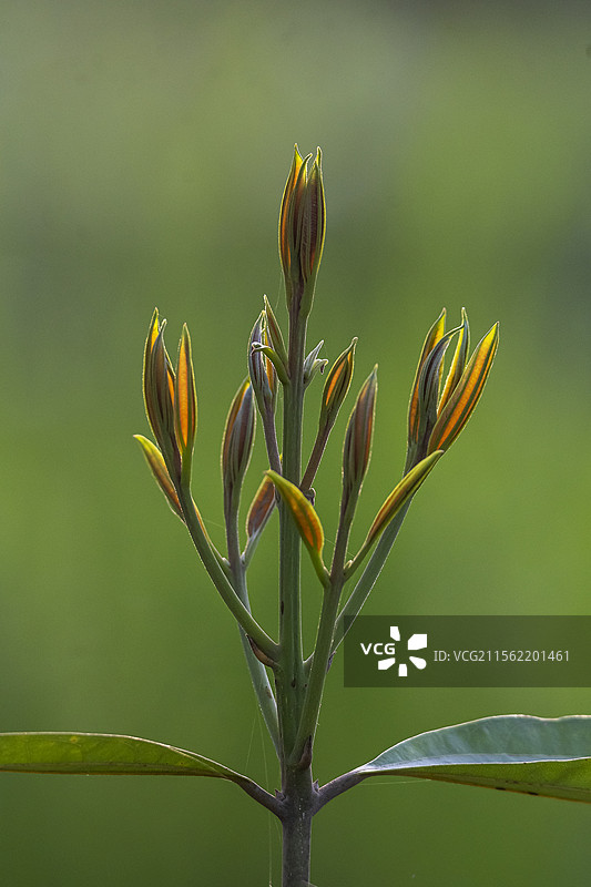 春天里的肉桂嫩芽图片素材