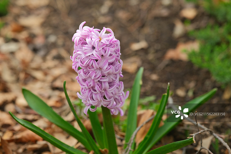 风信子图片素材