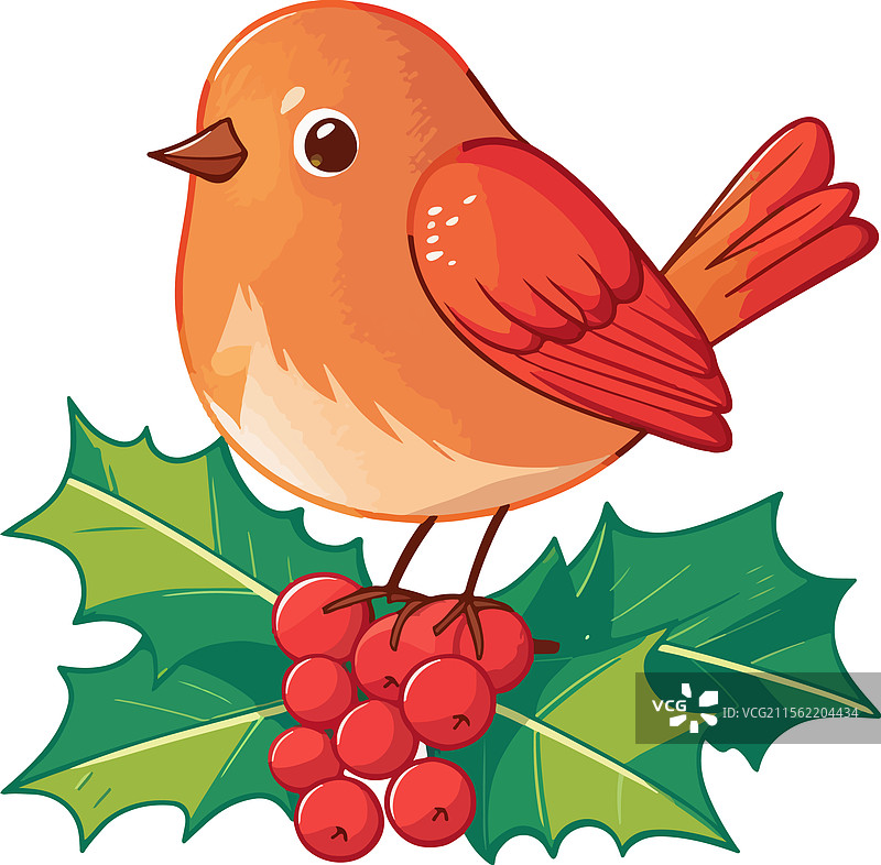 节日气氛中的圣诞鸟，红胸鸟栖息在冬青枝上图片素材