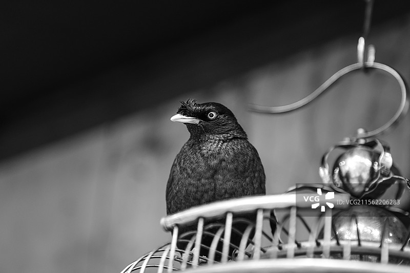 一只黑色八哥鹦站在鸟笼上啾啾的叫着，侧头看着脚下，阳光透过玻璃顶洒进一半光亮图片素材