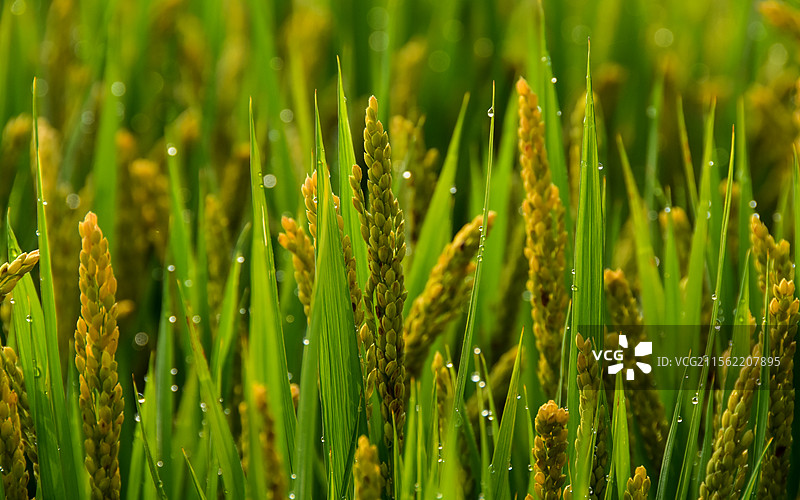 水稻的生长成熟图片素材