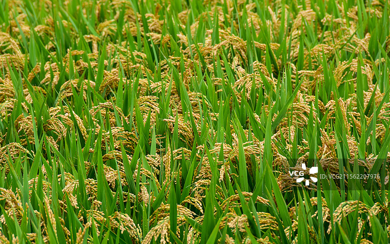水稻的生长成熟图片素材