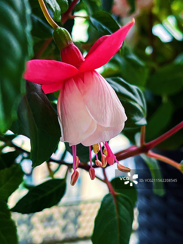 宝莲灯·白色花仙子图片素材