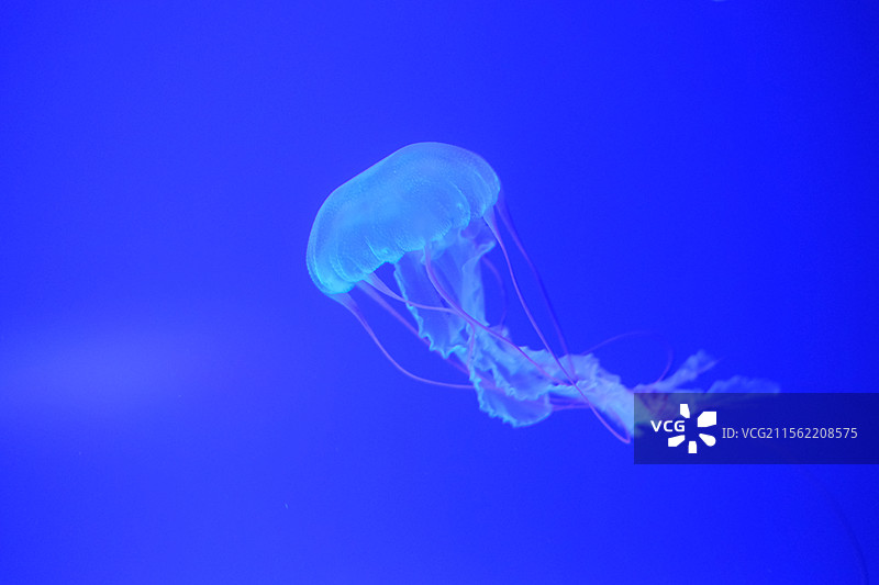 蓝色背景。白色水母。透明水母图片素材