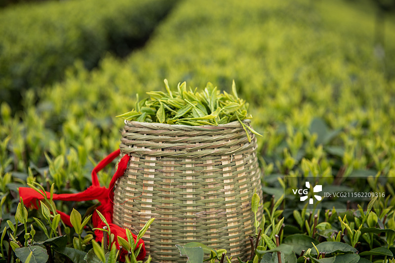 春天采摘的一筐茶叶图片素材