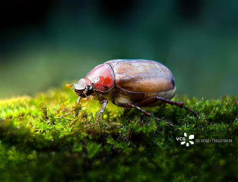 金龟子图片素材