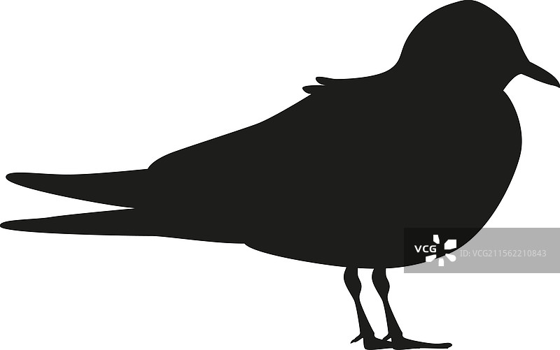 黑白色的北极海鸥图片素材