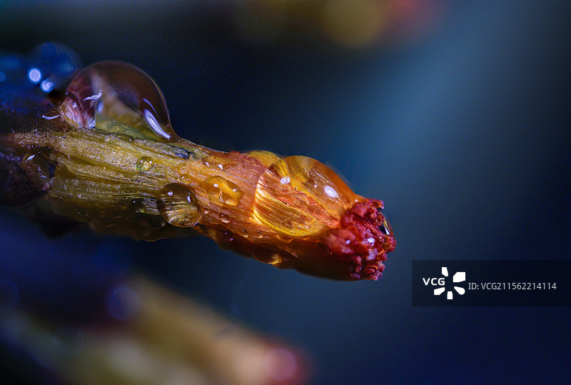 植物上的雨滴特写镜头图片素材