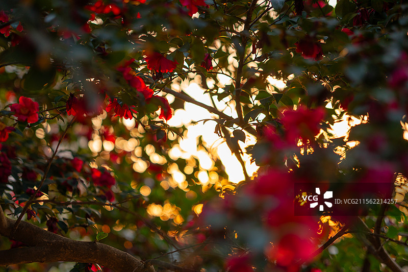 南京古林公园山茶花图片素材