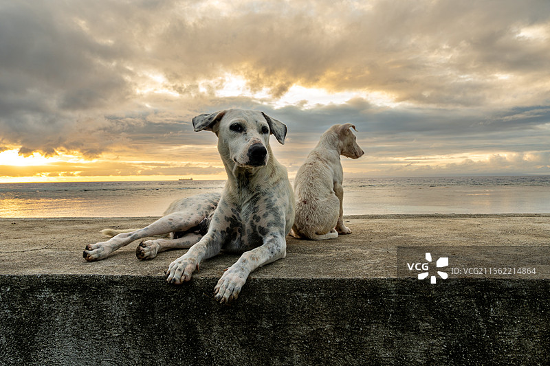 海边的狗图片素材
