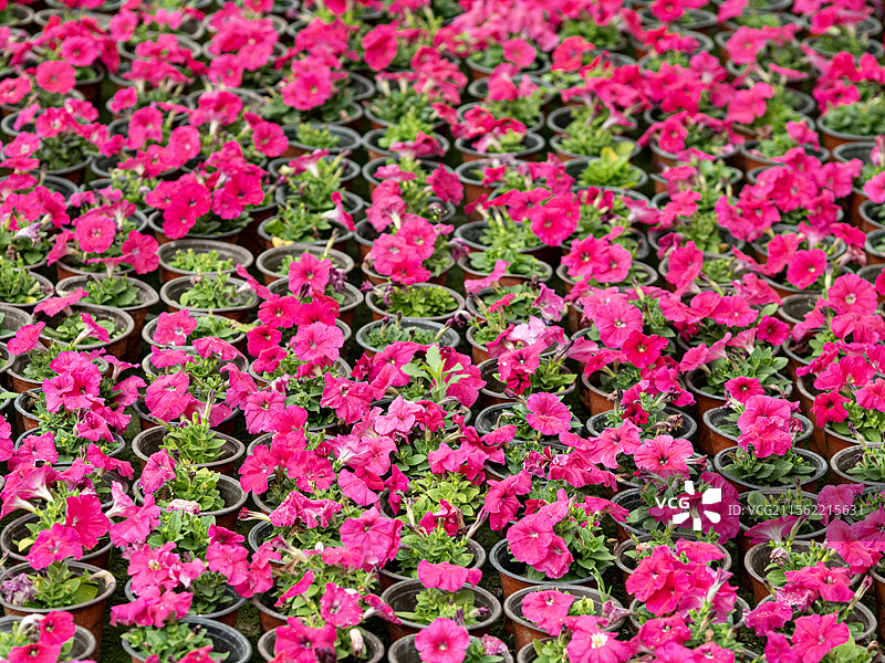 苗圃里的鲜花图片素材