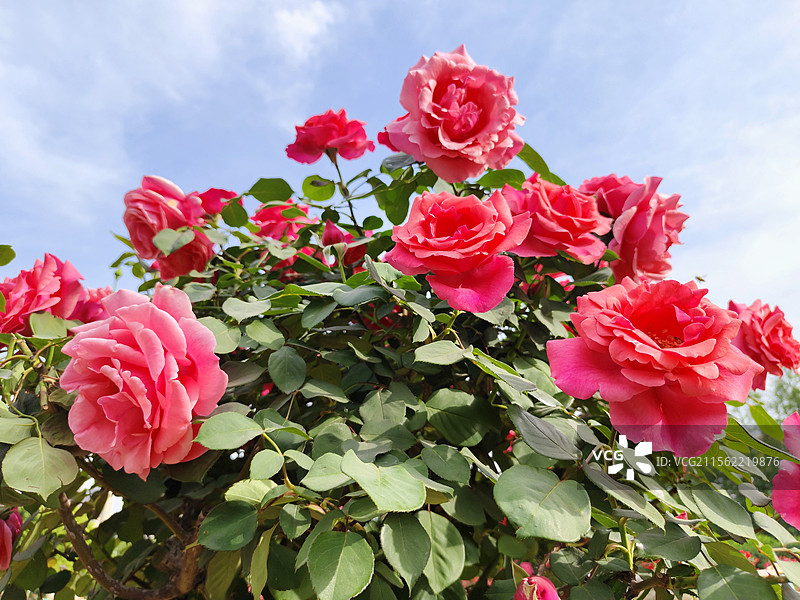 蓝天映衬下的 月季花 武汉 青山区 和平公园 月季园图片素材