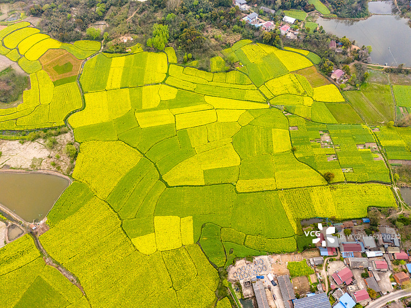 安徽省池州市东至县油菜花田野河流村庄春景航拍图片素材