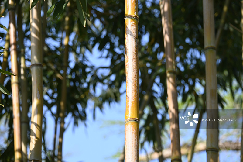 扬州瘦西湖黄金竹图片素材