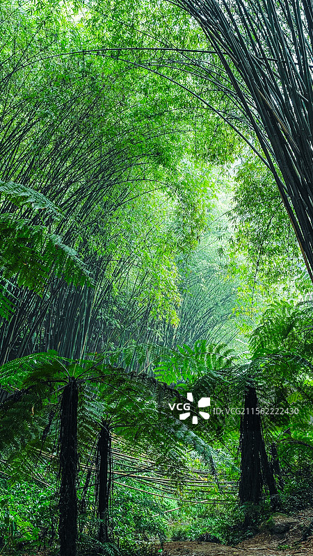 乐山桫椤谷图片素材