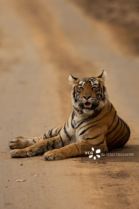 印度草地上坐着的老虎特写图片素材