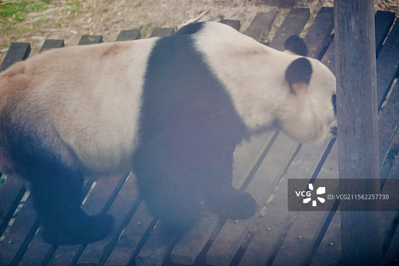 温岭长屿硐天熊猫欢欢图片素材
