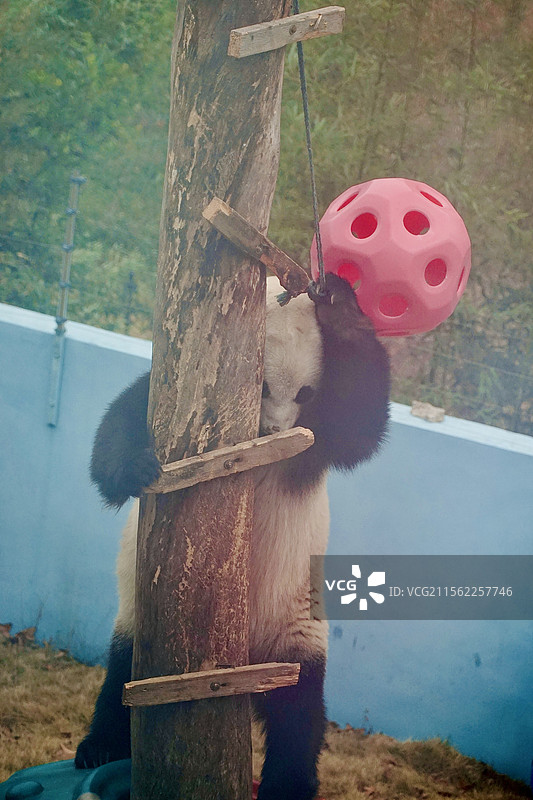 温岭长屿硐天熊猫姚欣图片素材