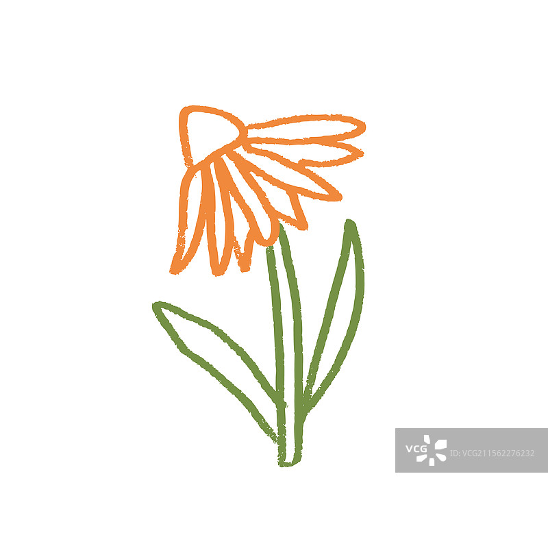 锥花蜡笔画春季植物图片素材