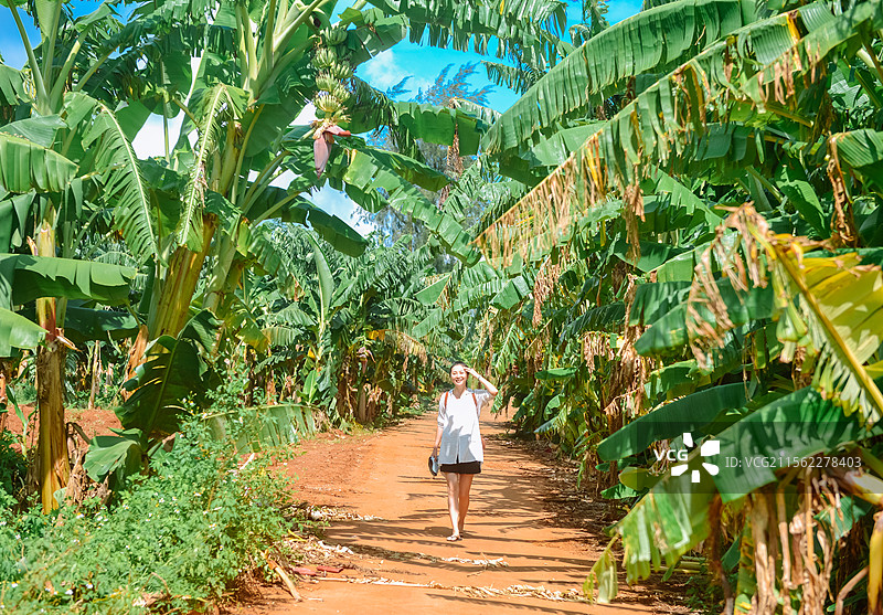 一位中国女性走在夏天广西北海涠洲岛的香蕉林中图片素材