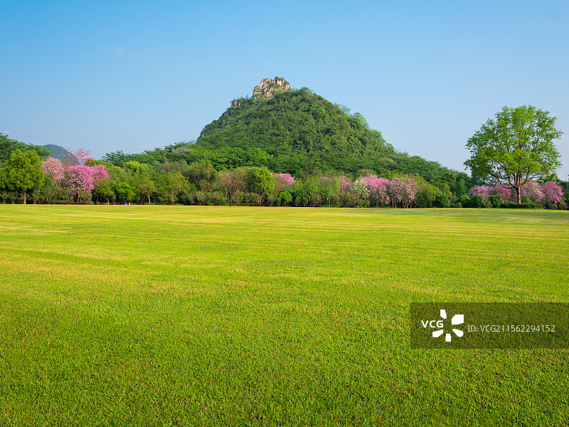 广西柳州马鹿山公园整齐整洁的草坪、远处的紫荆花、绿树与青翠的马鹿山风光图片素材