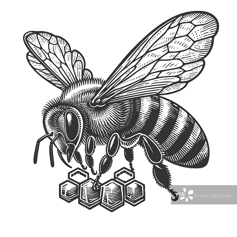 蜜蜂雕刻素描图片素材