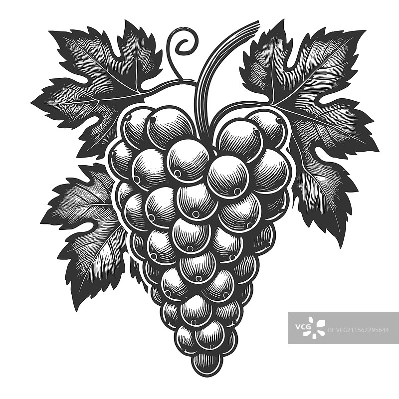 带叶子的葡萄串雕刻图片素材
