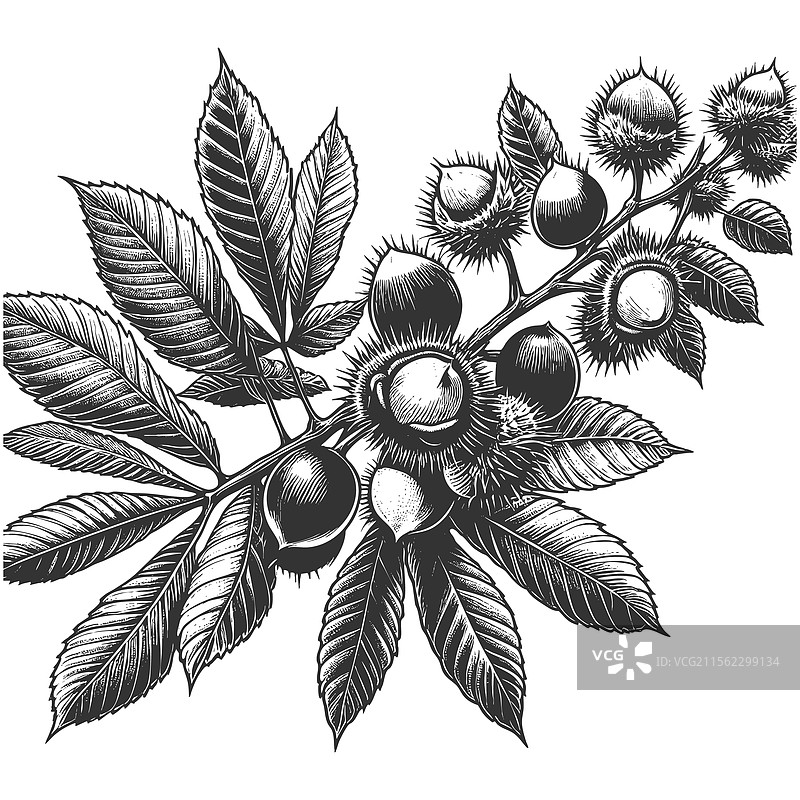 栗树枝上带有叶子和果实图片素材