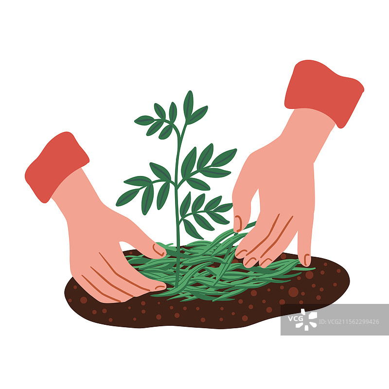 双手在植物下铺撒覆盖物图片素材