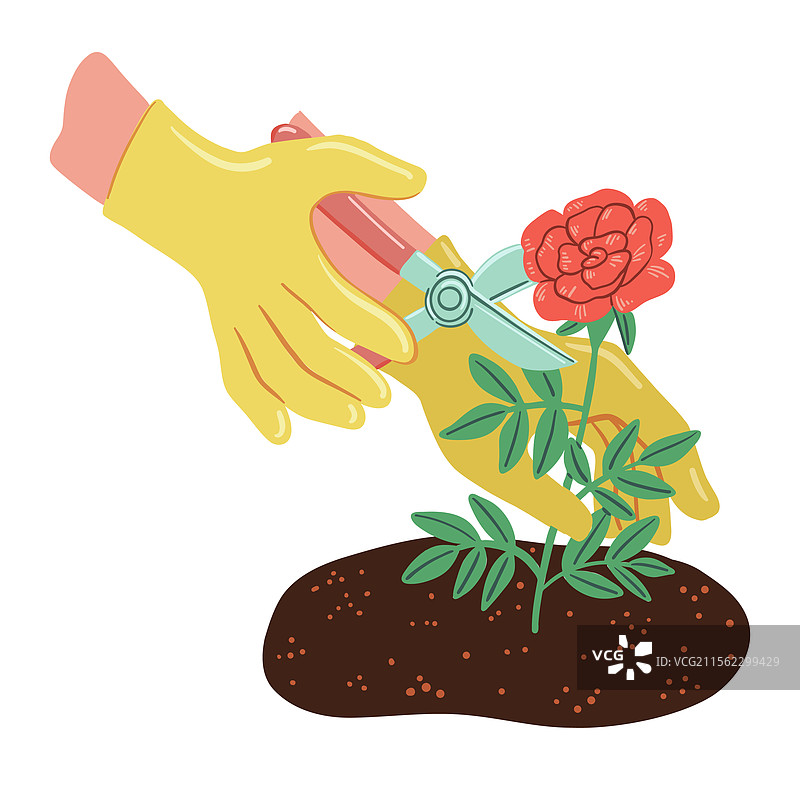 在种植时修剪植物图片素材
