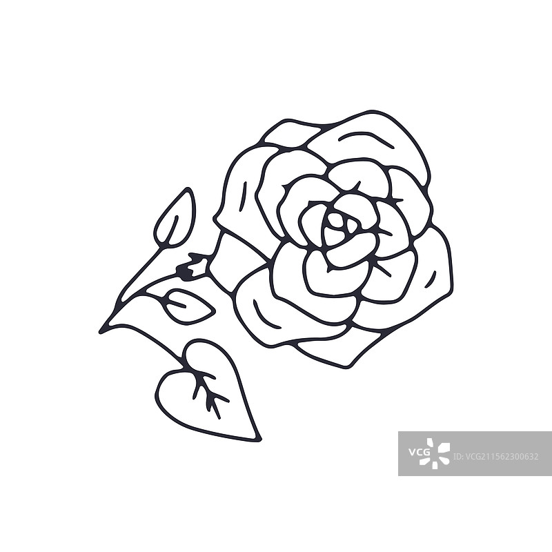 手绘黑白轮廓涂鸦玫瑰图片素材