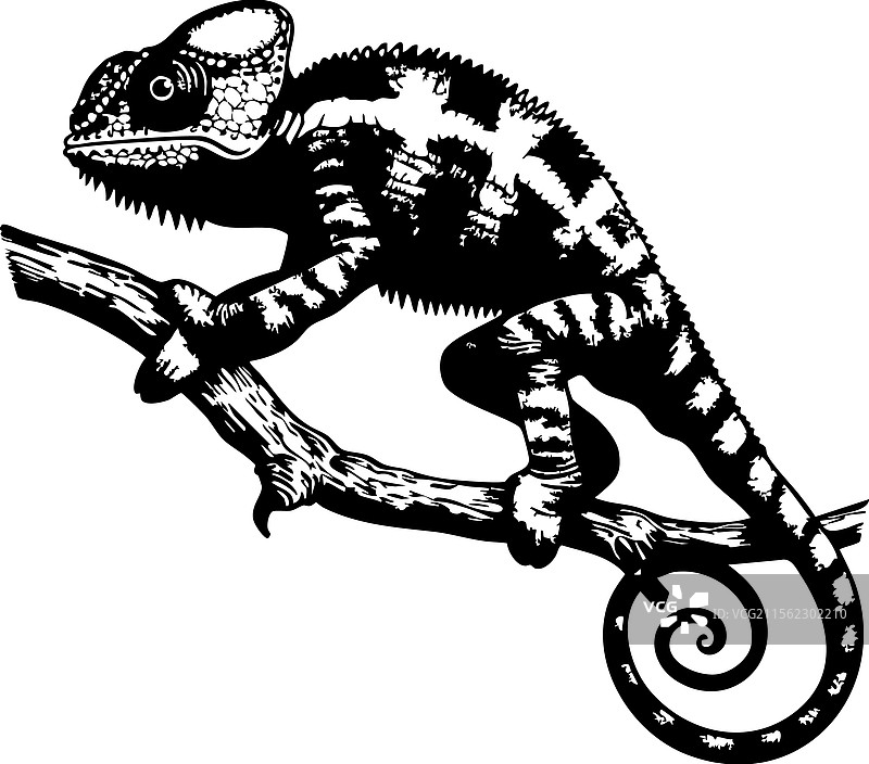 复古黑白线条艺术的变色龙图片素材