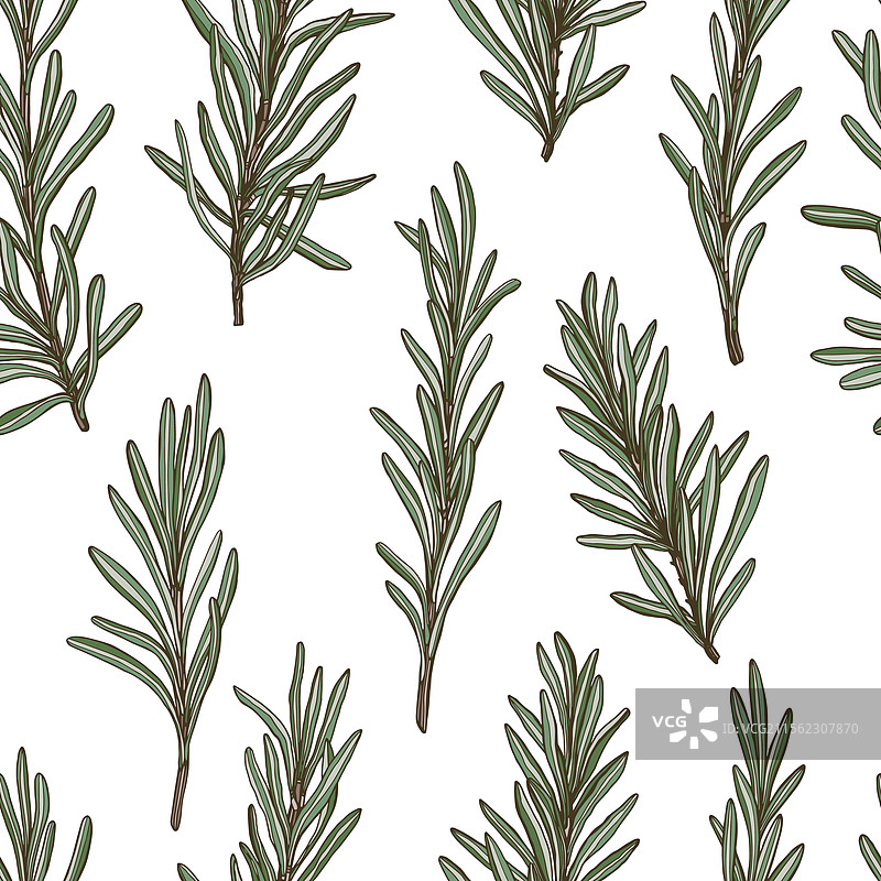 彩色迷迭香枝条的无缝图案图片素材