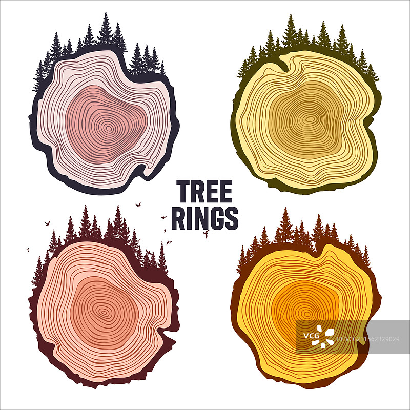 圆形树干切面与森林中的树木和鸟类图片素材