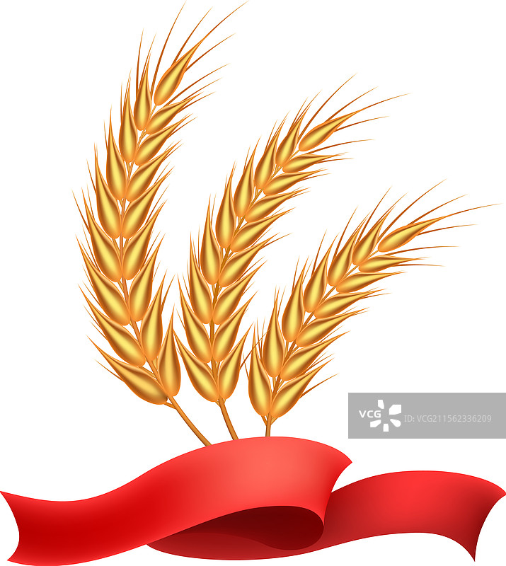 丰收的麦穗和红色丝带图片素材