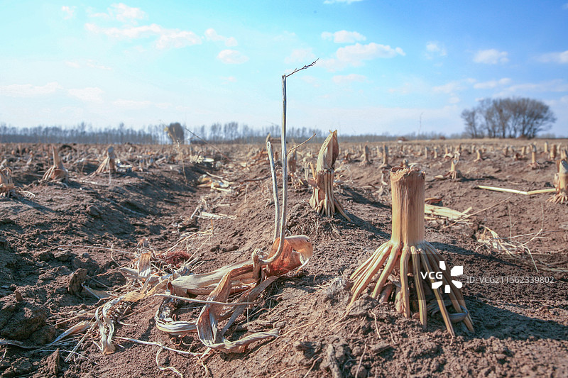 收割后的玉米的  苞米地图片素材