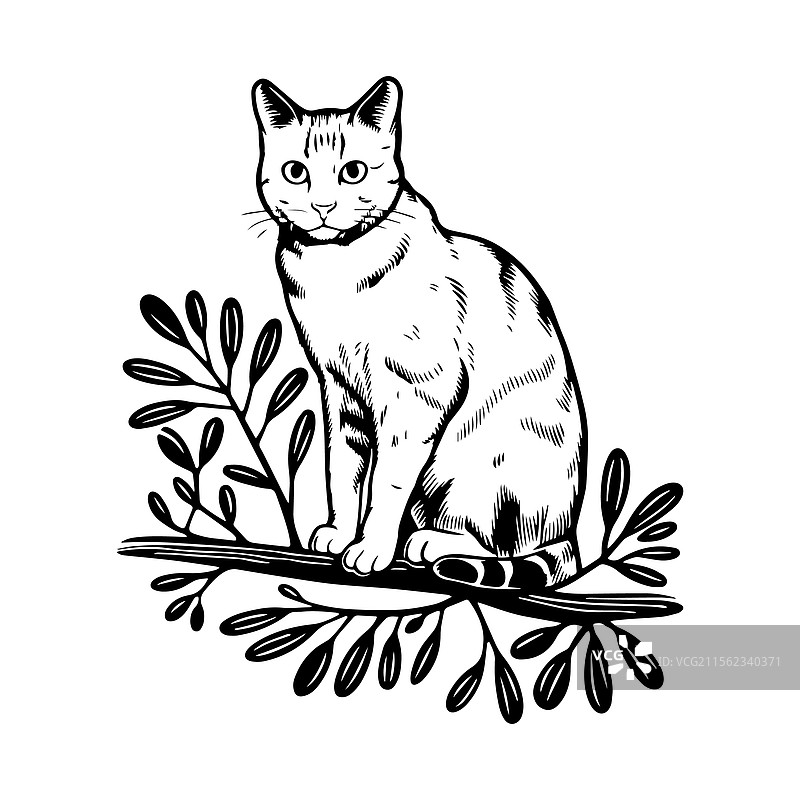 手绘猫咪坐在树枝上图片素材