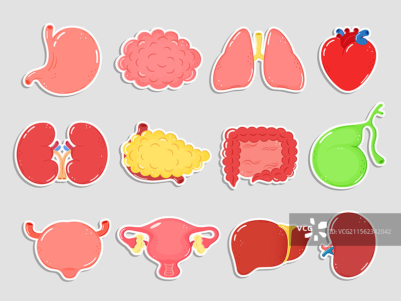 卡通人类内部器官贴纸图片素材