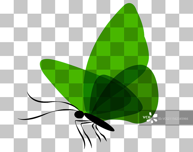 蝴蝶，翅膀呈绿色和一...图片素材