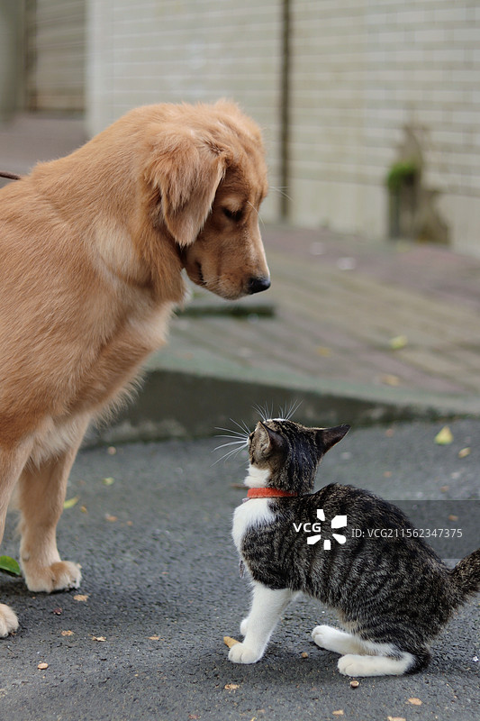 猫狗对视图片素材