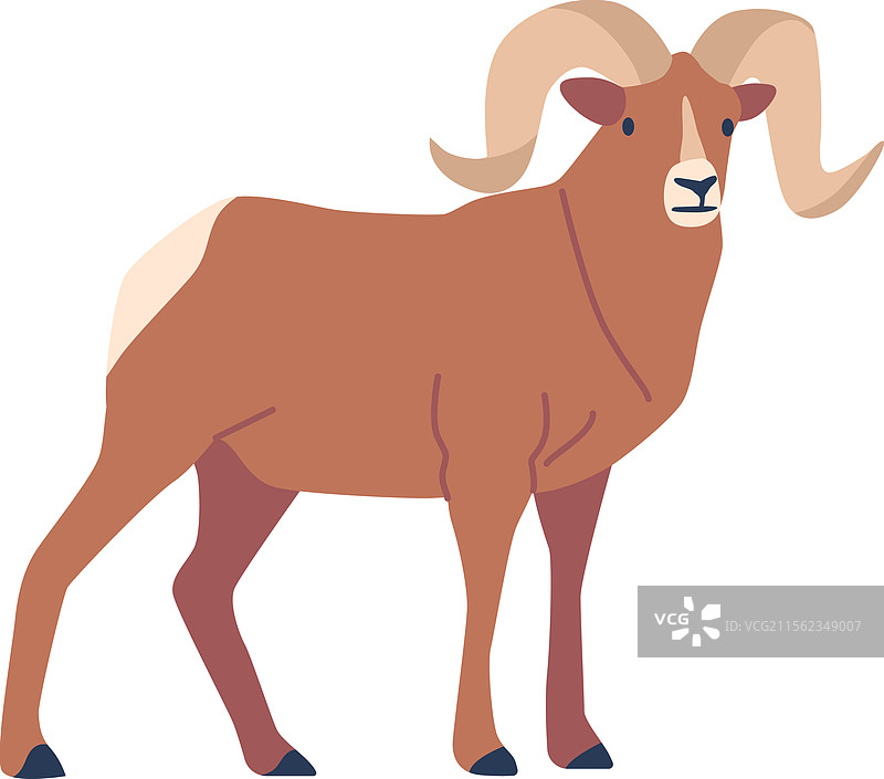 北极山羊动物图片素材